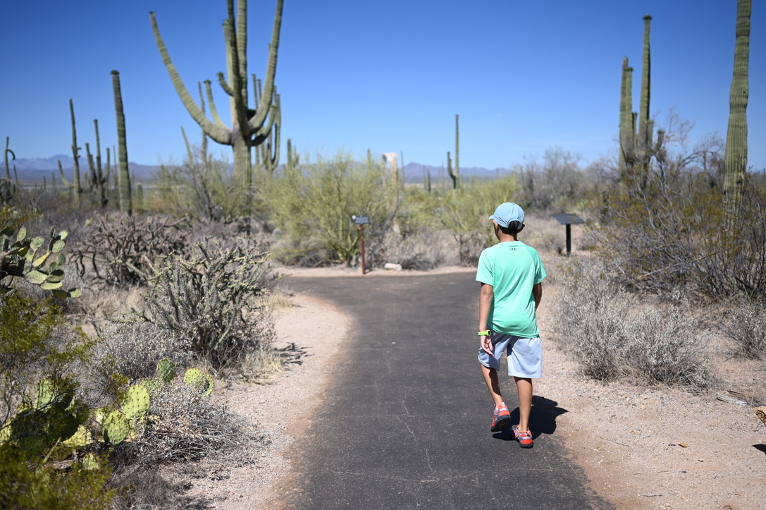 Boy walking on paved trail towards in the middle of a Saguaro and desert landscape garden.