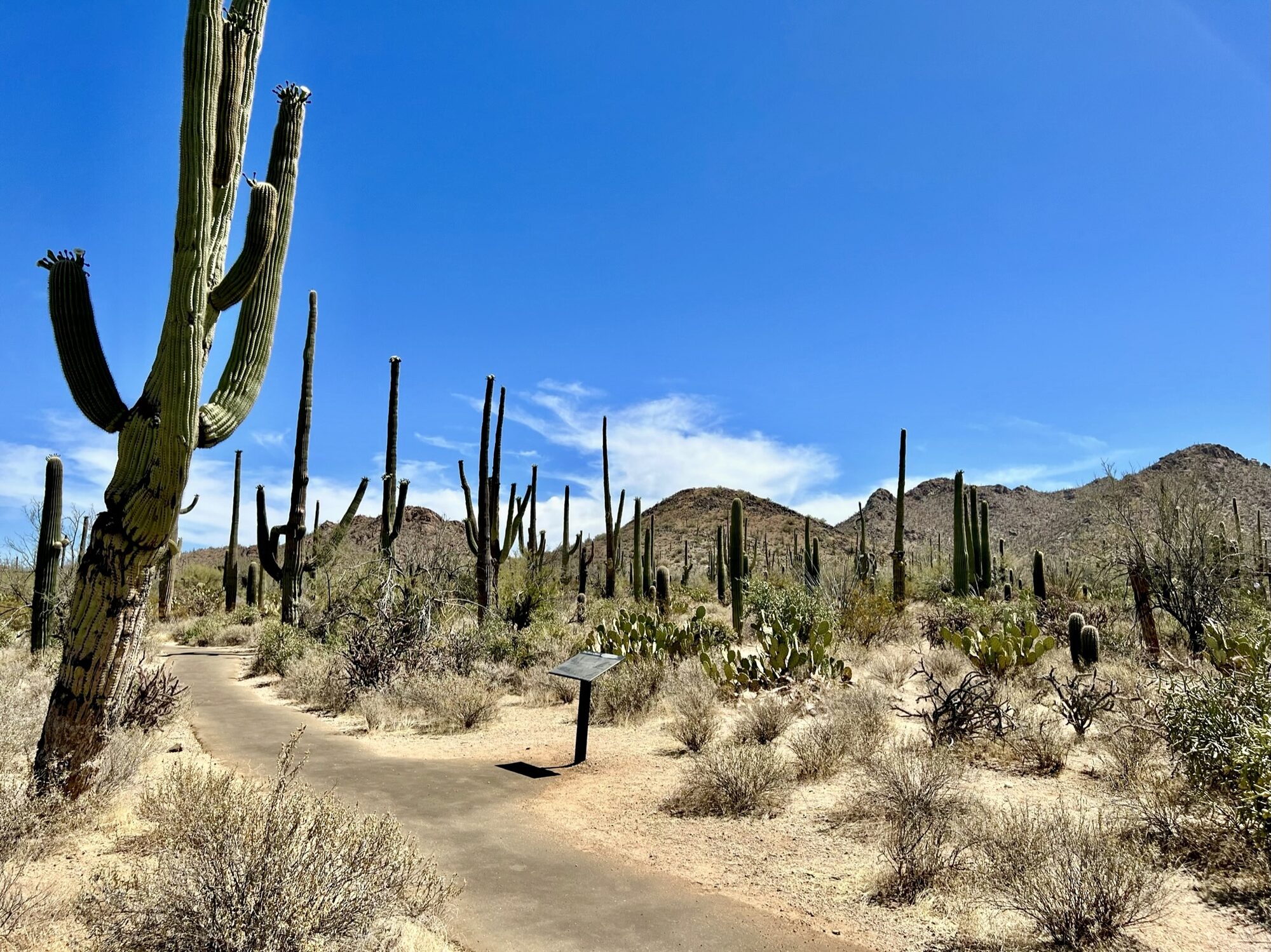 A trail through desert scrub lined with tall saguaro cacti under a blue sky