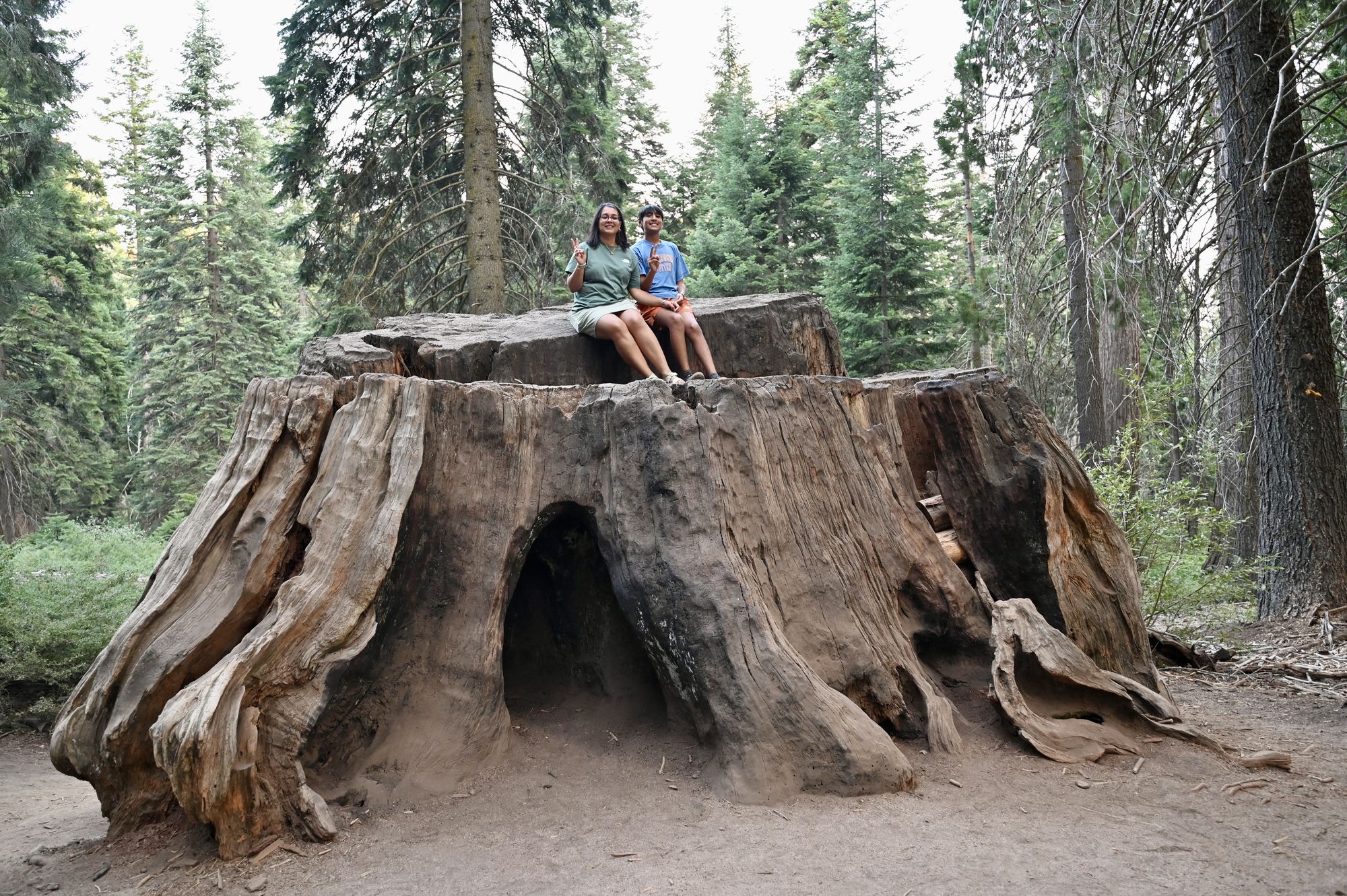 Two of us sitting on top of a huge sequoia stump, big enough to have a hollow at its base, in a pine forest.