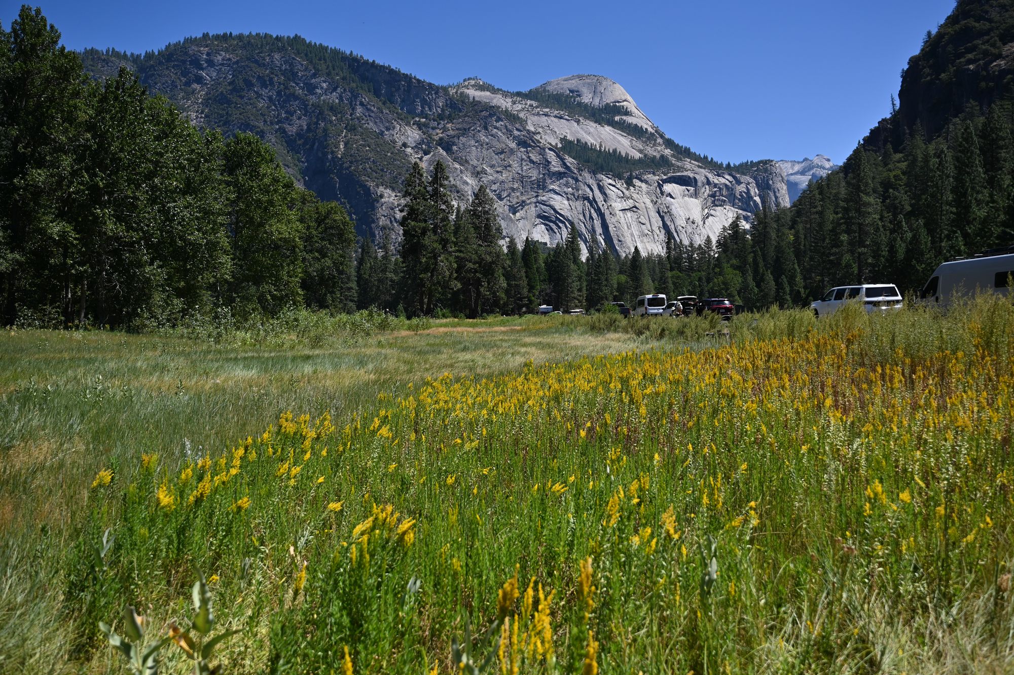 Cook's Meadow full of yellow wildflowers, with granite cliffs and cars parked along the road in the background.