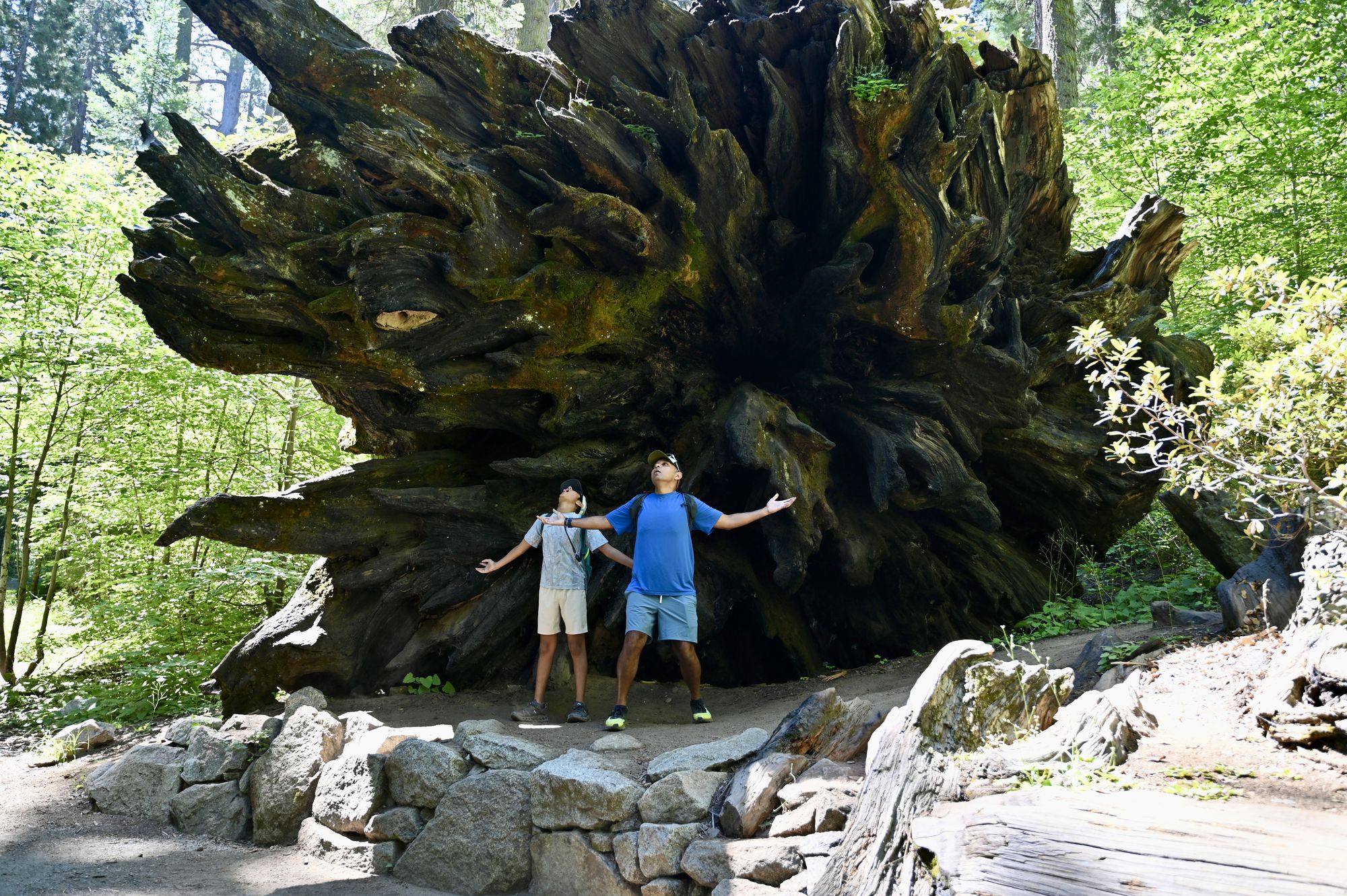 Two of us with arms outstretched in front of the huge upturned root ball of a fallen giant sequoia.