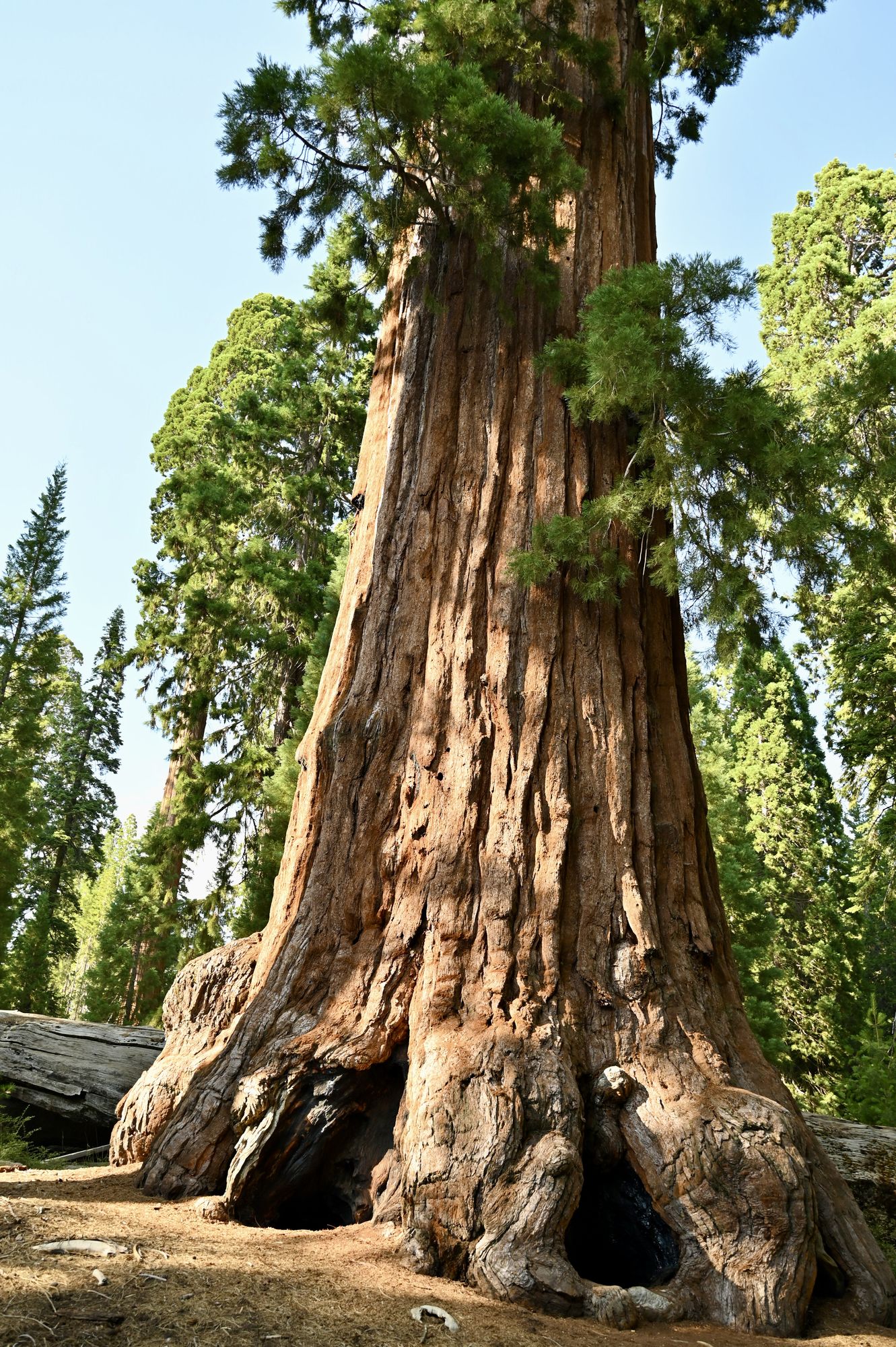 The massive, deeply furrowed trunk of the General Grant tree rising into a blue sky, with a hollow at its base.