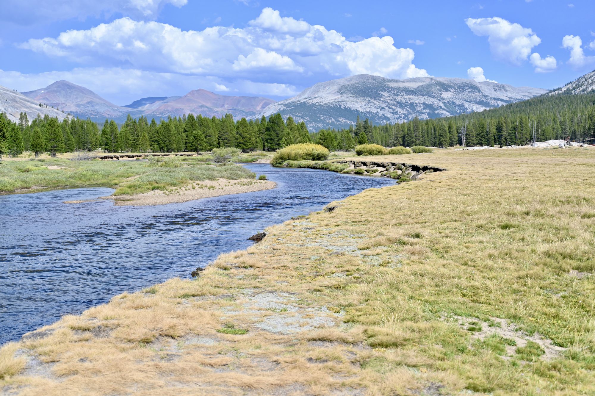 A river winding through the golden grass of Tuolumne Meadows, with a pine forest and granite peaks under a cloudy sky.