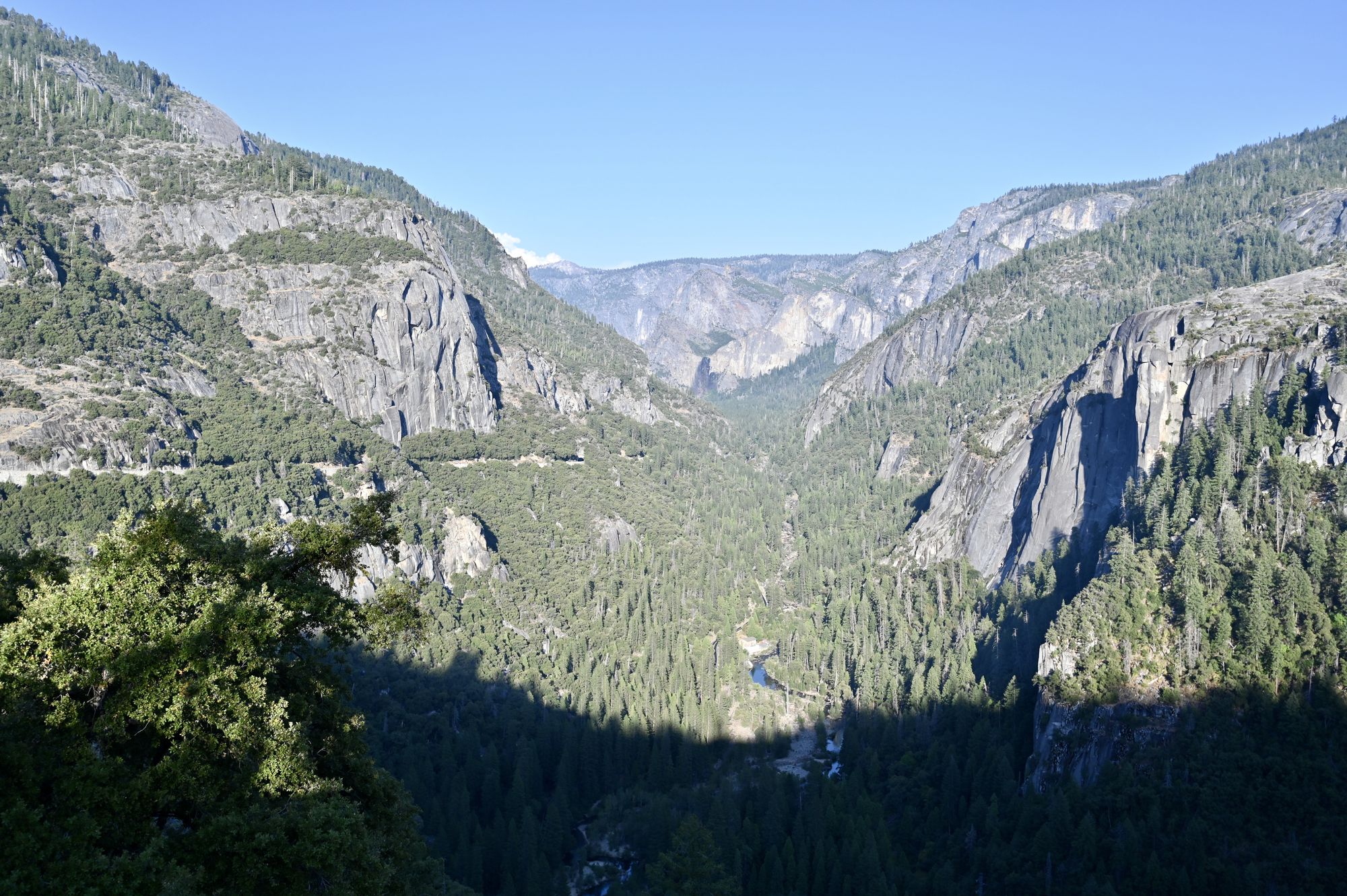 A deep forested canyon between granite walls, seen from a high point on Tioga Road.