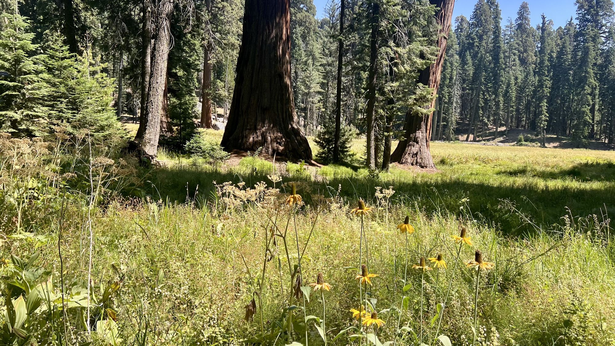 A sunny meadow of tall grass and yellow wildflowers with giant sequoia trunks behind it.