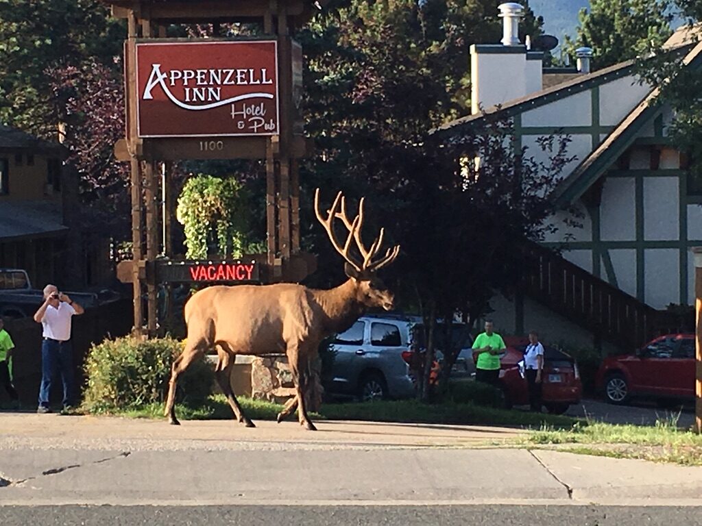 A bull elk walking along a street in front of an inn sign in Estes Park