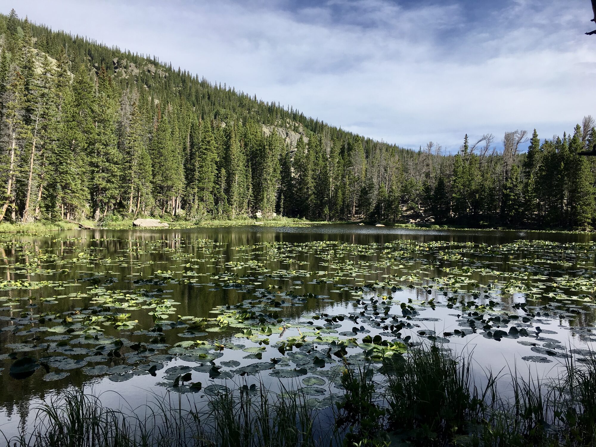 A still lake covered in lily pads, ringed by pine forest