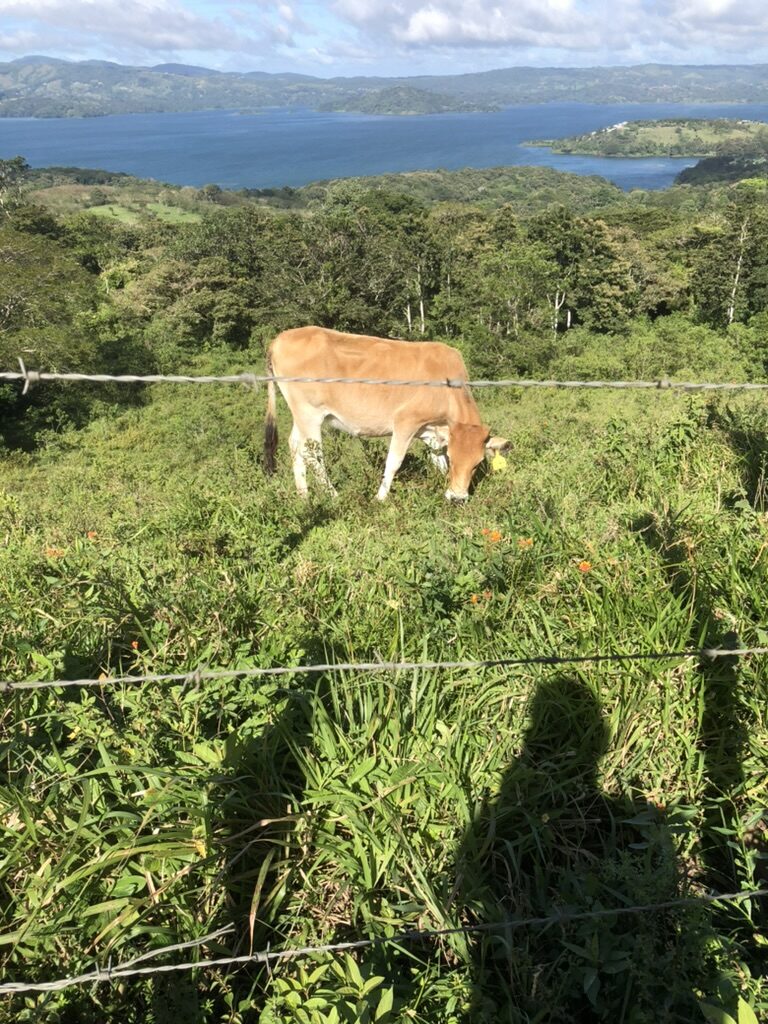 A cow grazing on a hillside above Lake Arenal
