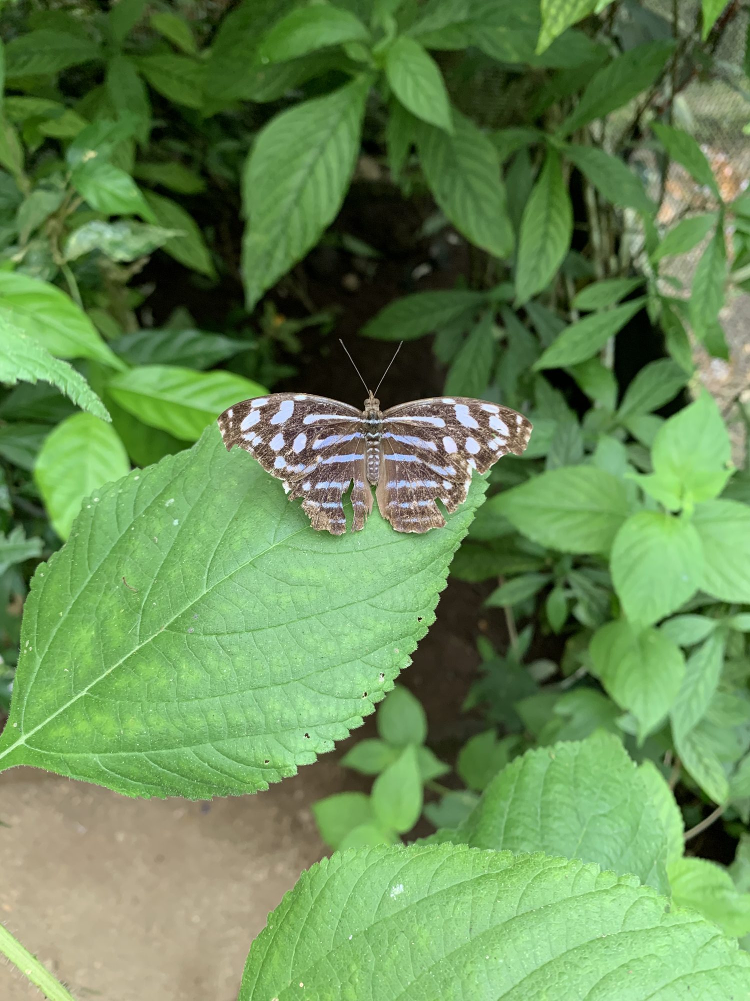 A brown and white patterned butterfly resting on a leaf