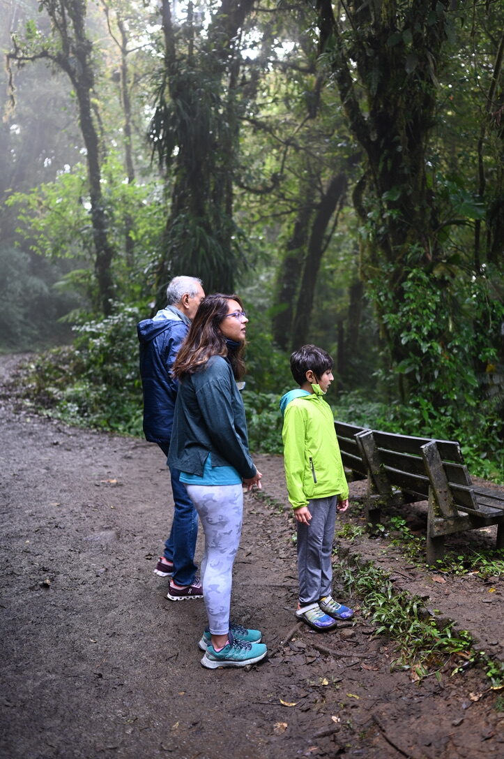 Grandparents and a boy looking up into the trees on a misty forest path