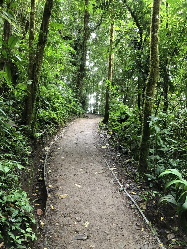 A dirt trail winding through tall, green cloud forest