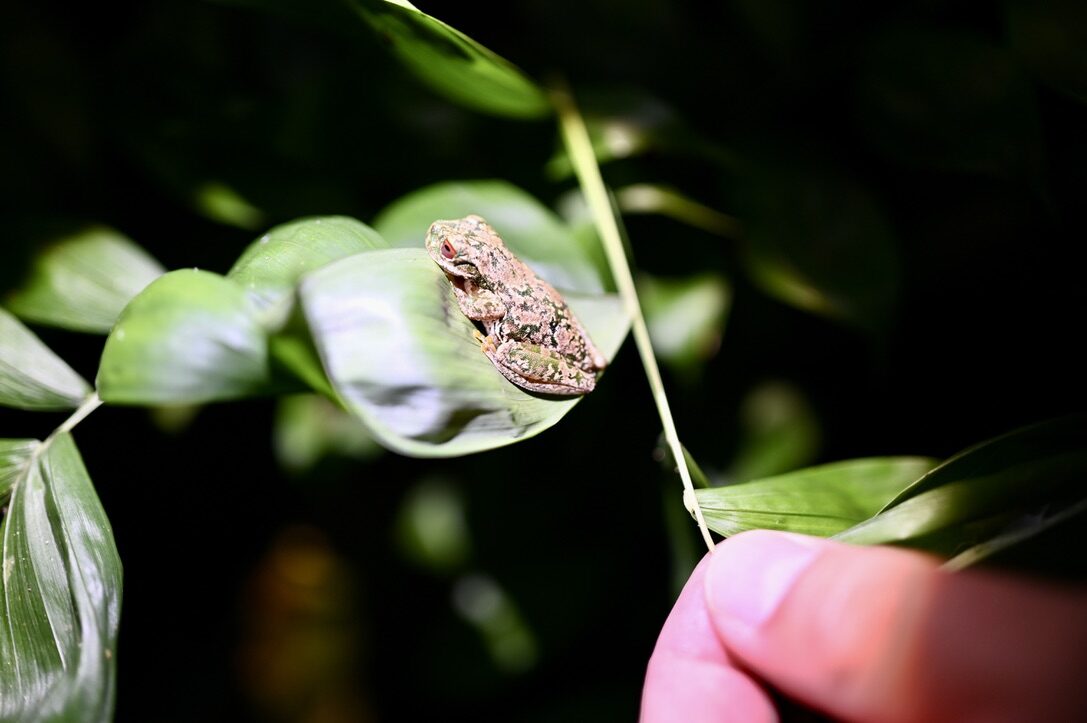 A small frog on a leaf lit by a flashlight at night