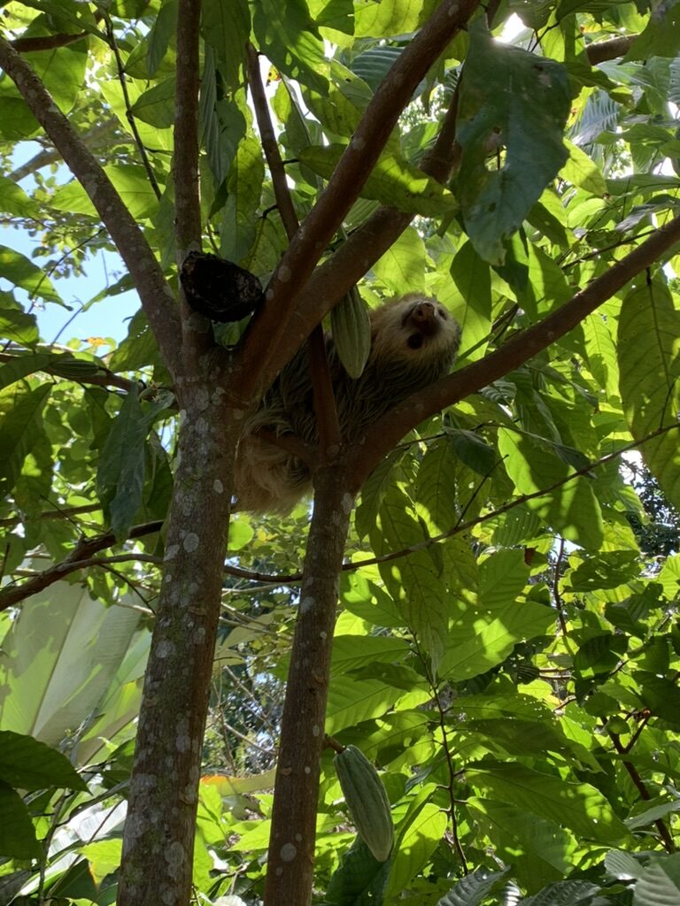 A sloth in the branches of a tree