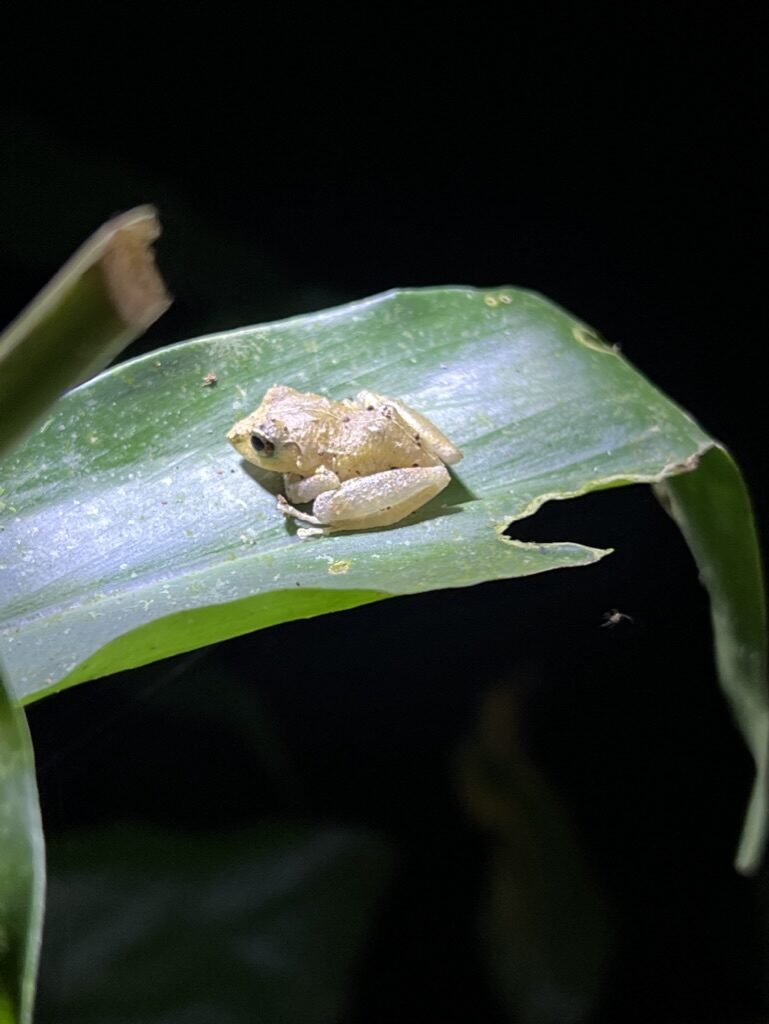 A tiny pale frog on a leaf at night