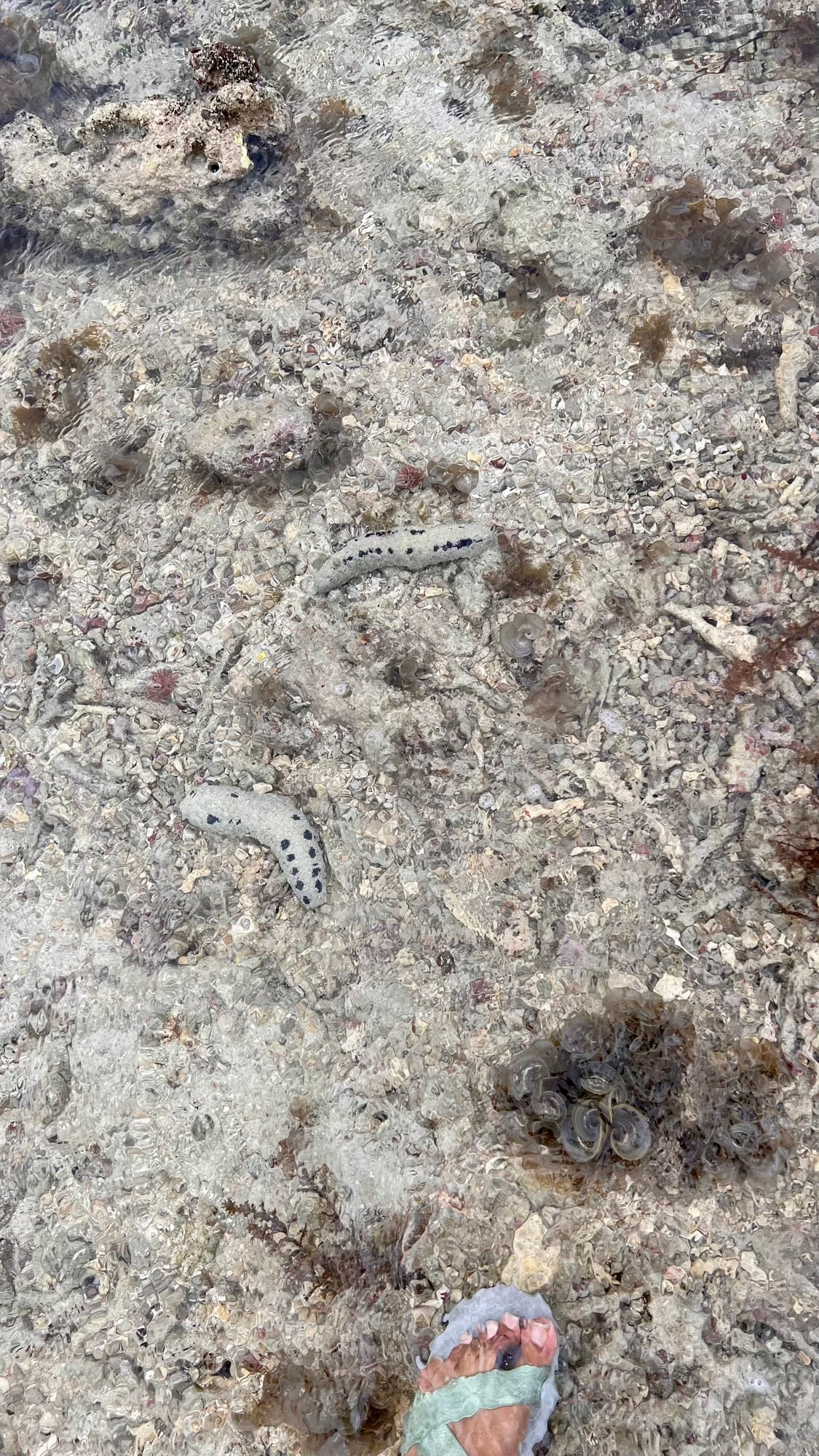 Small speckled sea cucumbers on a pale, rubbly tide flat, with a sandalled foot at the edge of the frame for scale.