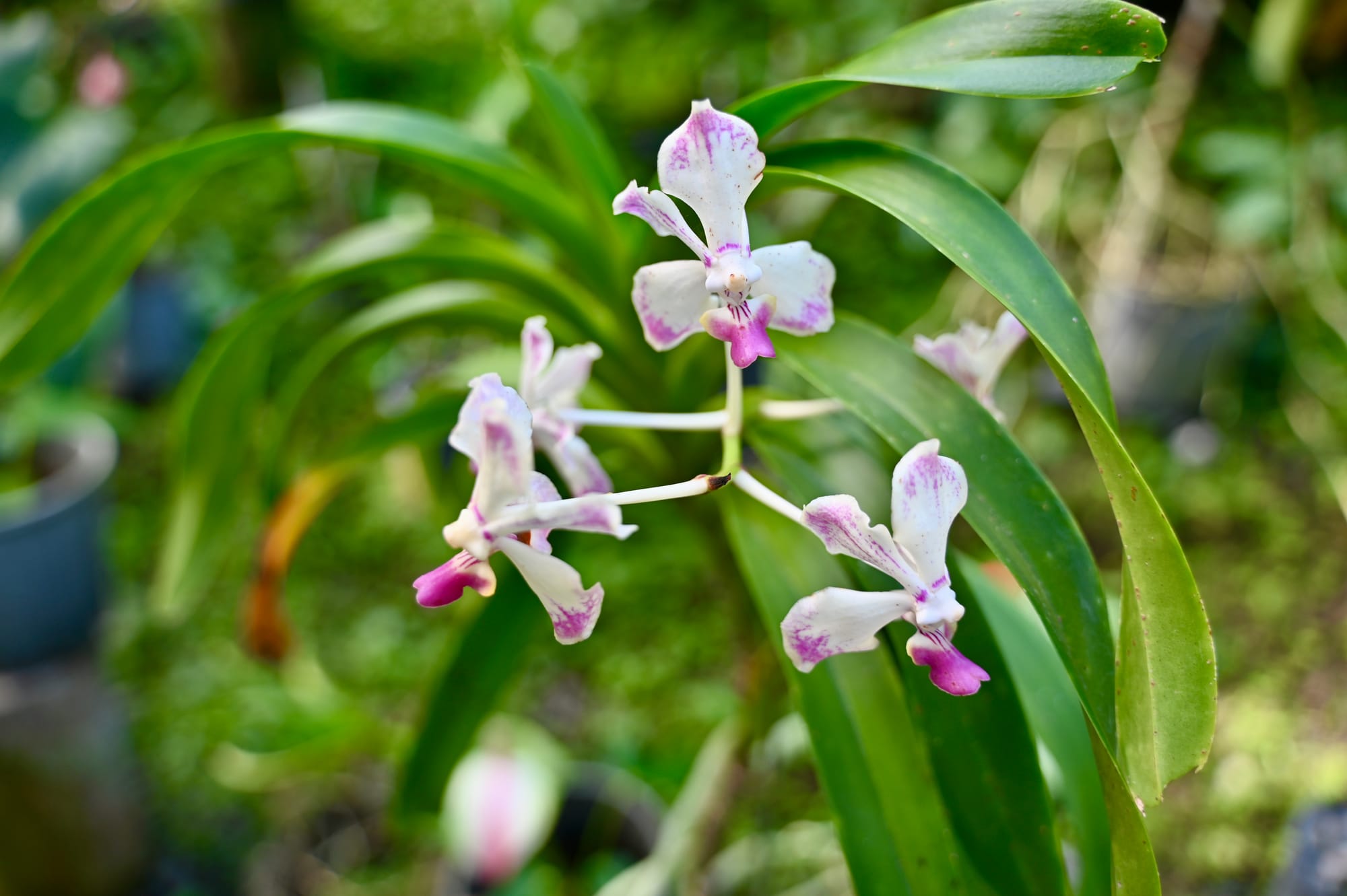 Close-up of a stem of white orchids with purple-pink speckles and lips, against long green leaves.