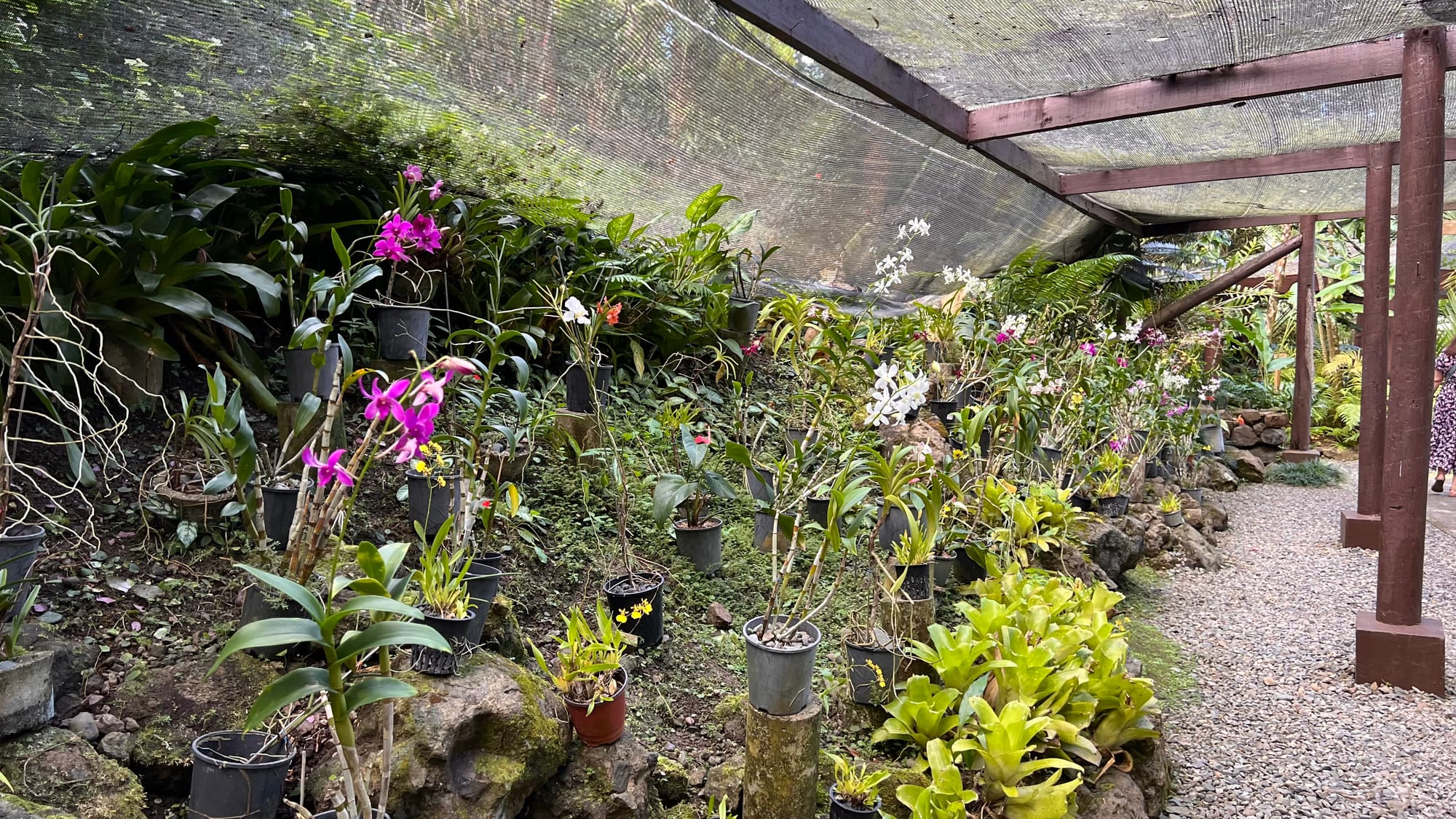 Potted orchids in pink, white and yellow growing among ferns and mossy rocks under a shade-cloth canopy, beside a gravel path.