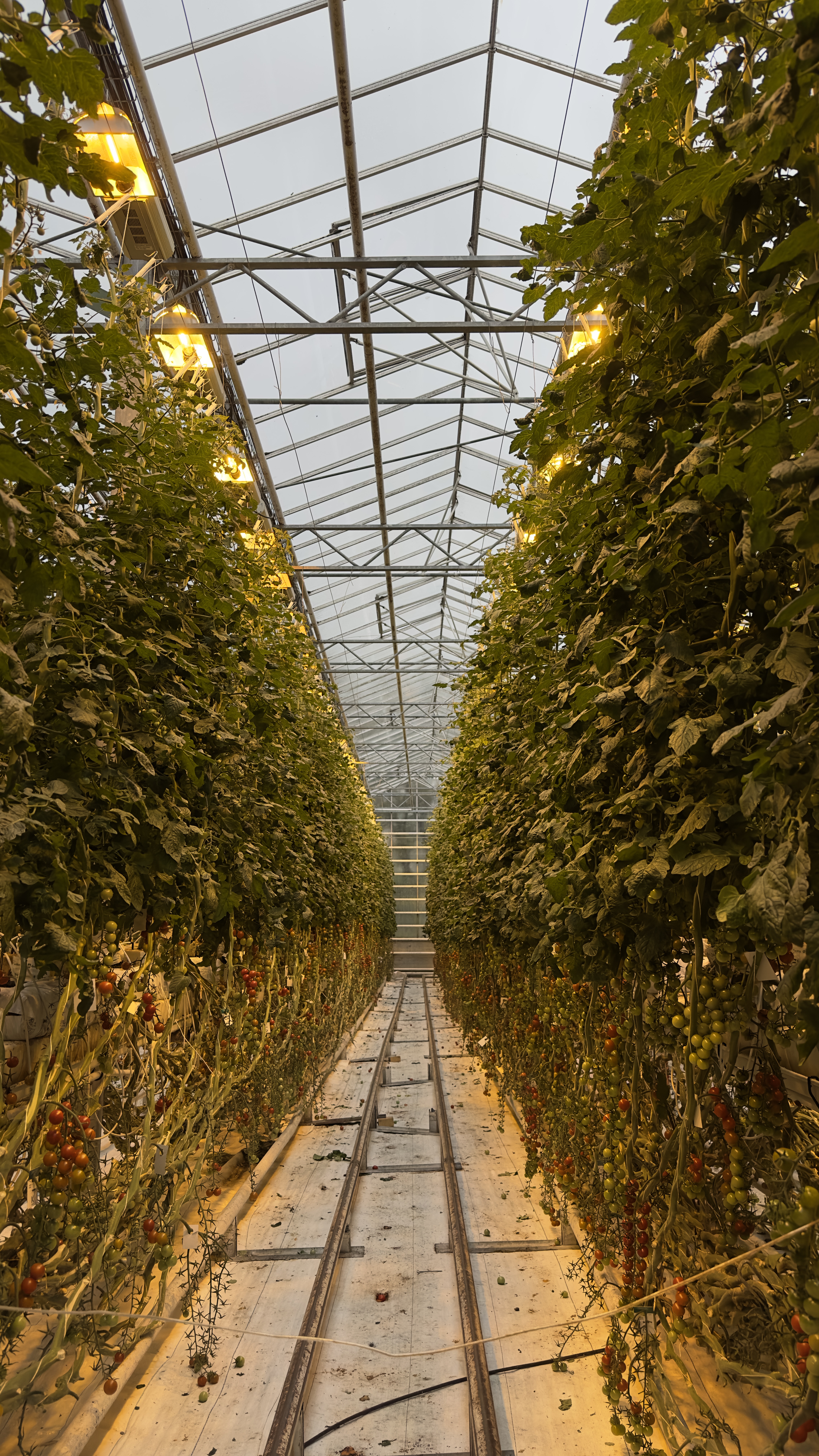 Alley view of tomato vines growing vertically inside the glass house Fridheimar restaurant and stables.