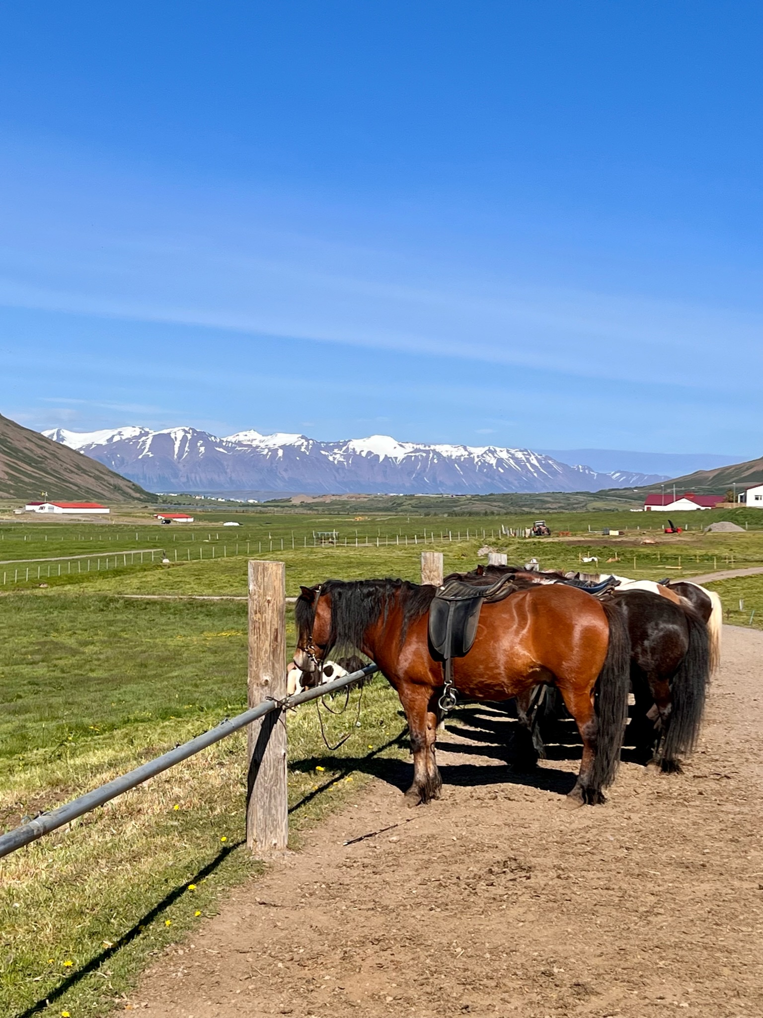 Icelandic horses tied to pole railing with green grass fields and snowcapped mountains in the background.