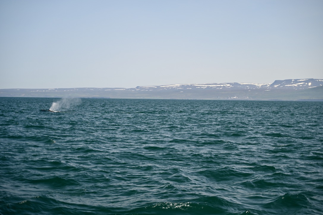 Whale back showing above the sea water gushing water out of it's spout with mountains covere by snow in the background