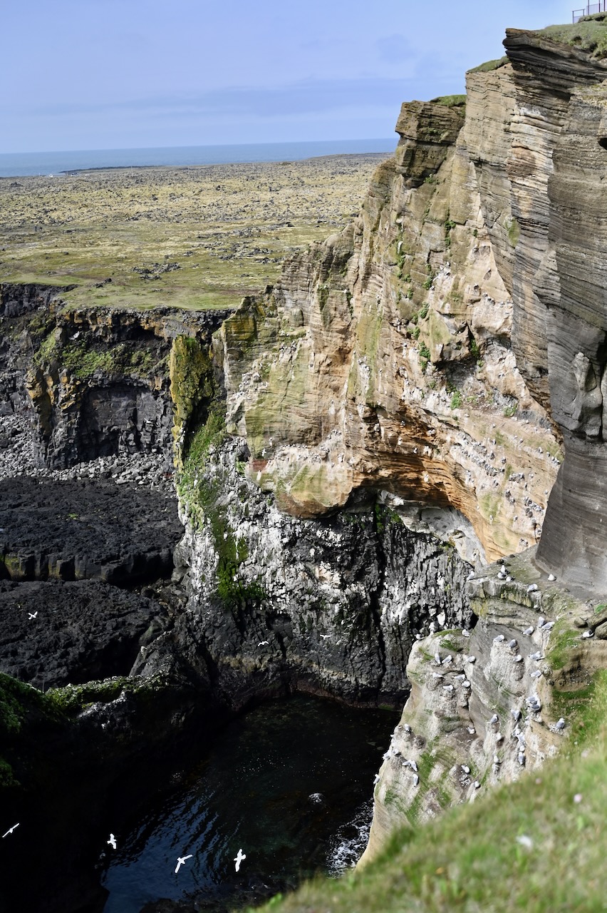 A sheer cliff and a sea cave with sea birds flying around; most of the surfaces are covered by grass and moss