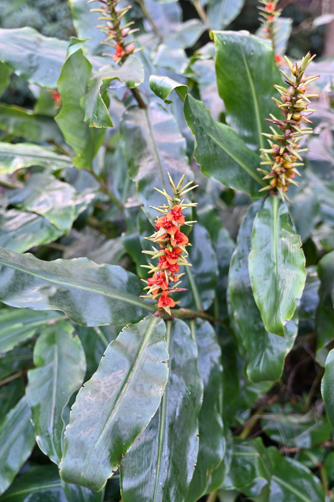 Spikes of small red flowers among glossy green leaves.