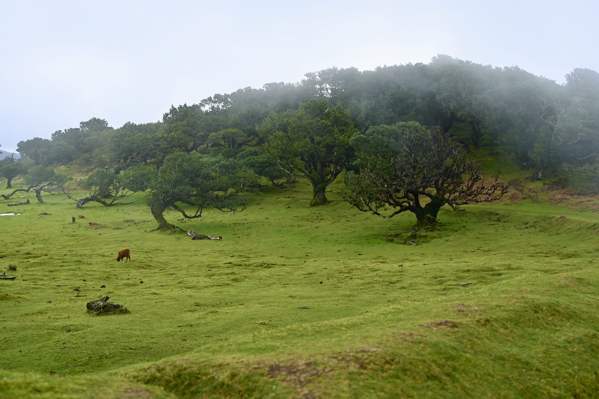 Gnarled, wind-shaped trees on a grassy hillside in thick fog, with a few cows grazing.
