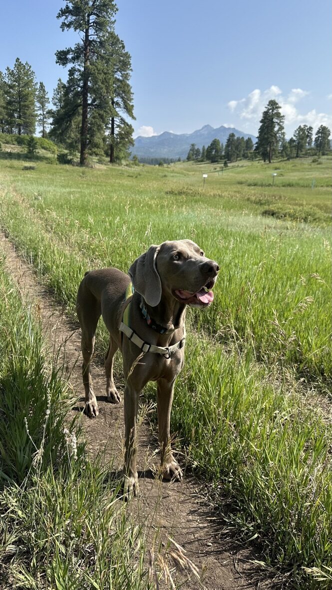 A dog standing on a narrow trail through tall grass, with pines behind
