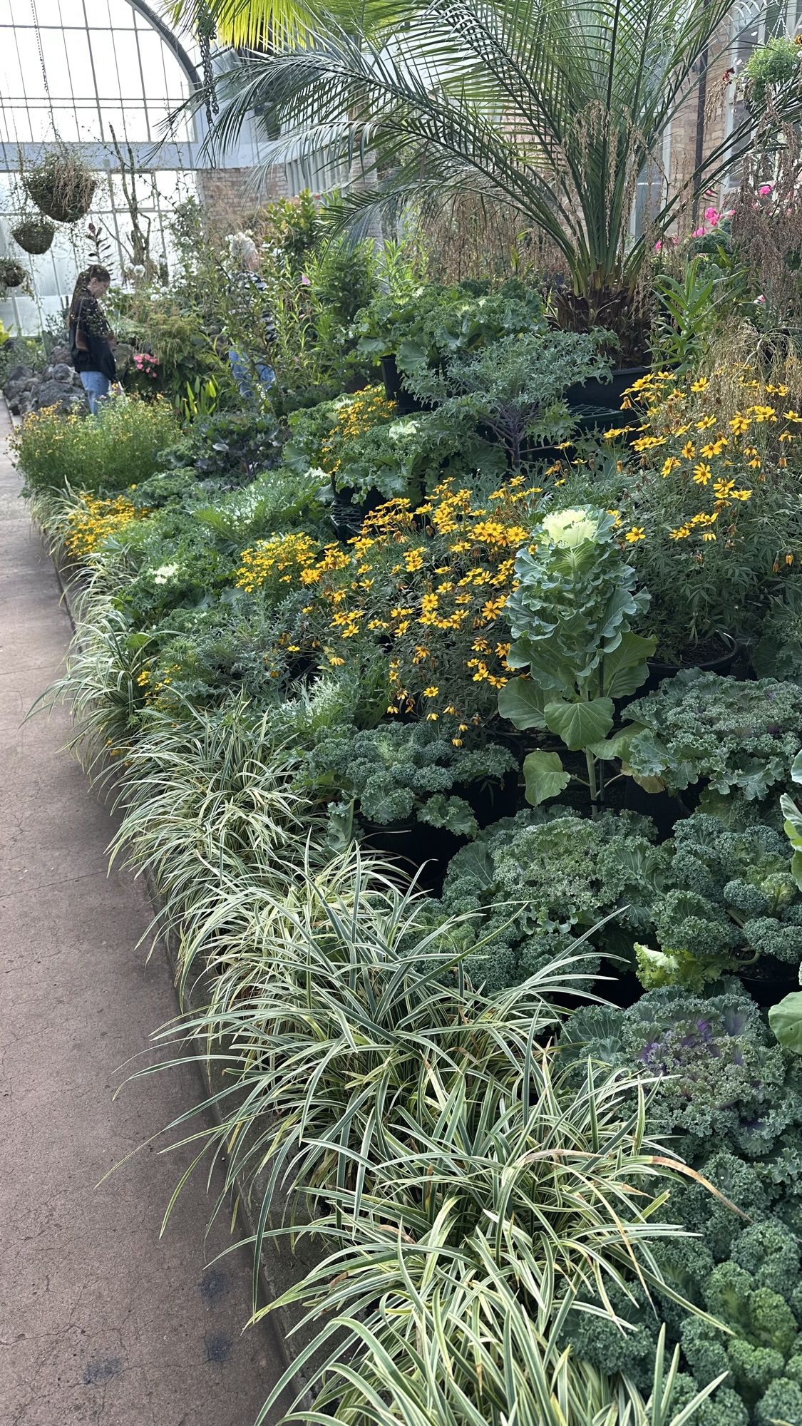 A path through a glasshouse lined with dense beds of yellow flowers, ornamental cabbages and grasses.