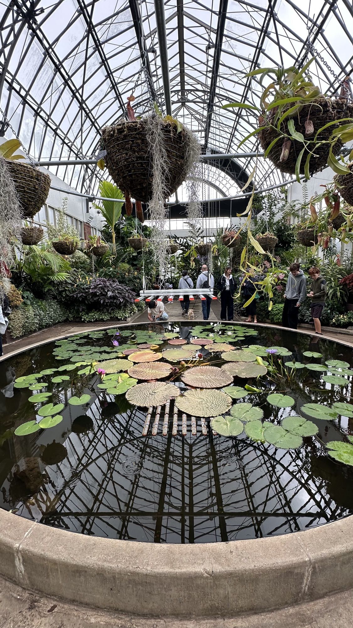 A round pond of water lilies inside a white-framed Victorian glasshouse, with hanging baskets above.