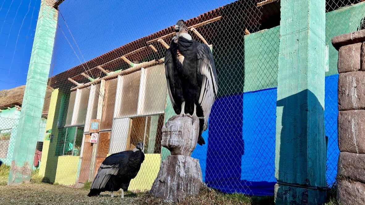 Two Andean condors perched by their enclosure at the sanctuary